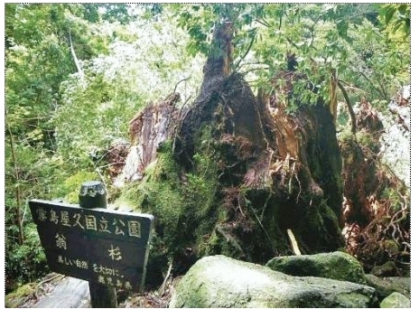 坂上田村麻呂ゆかりの鹿島神社の神木に続いて、屋久島の翁杉倒れる、そこはやはり「もののけの森」　読売より画像引用