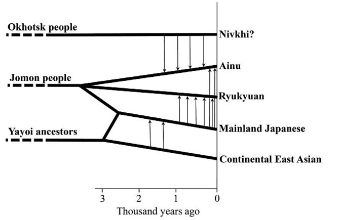 日本列島の３人類集団（アイヌ人、本土人、琉球人）間およびそれらと他の人類集団との遺伝的近縁性を確定